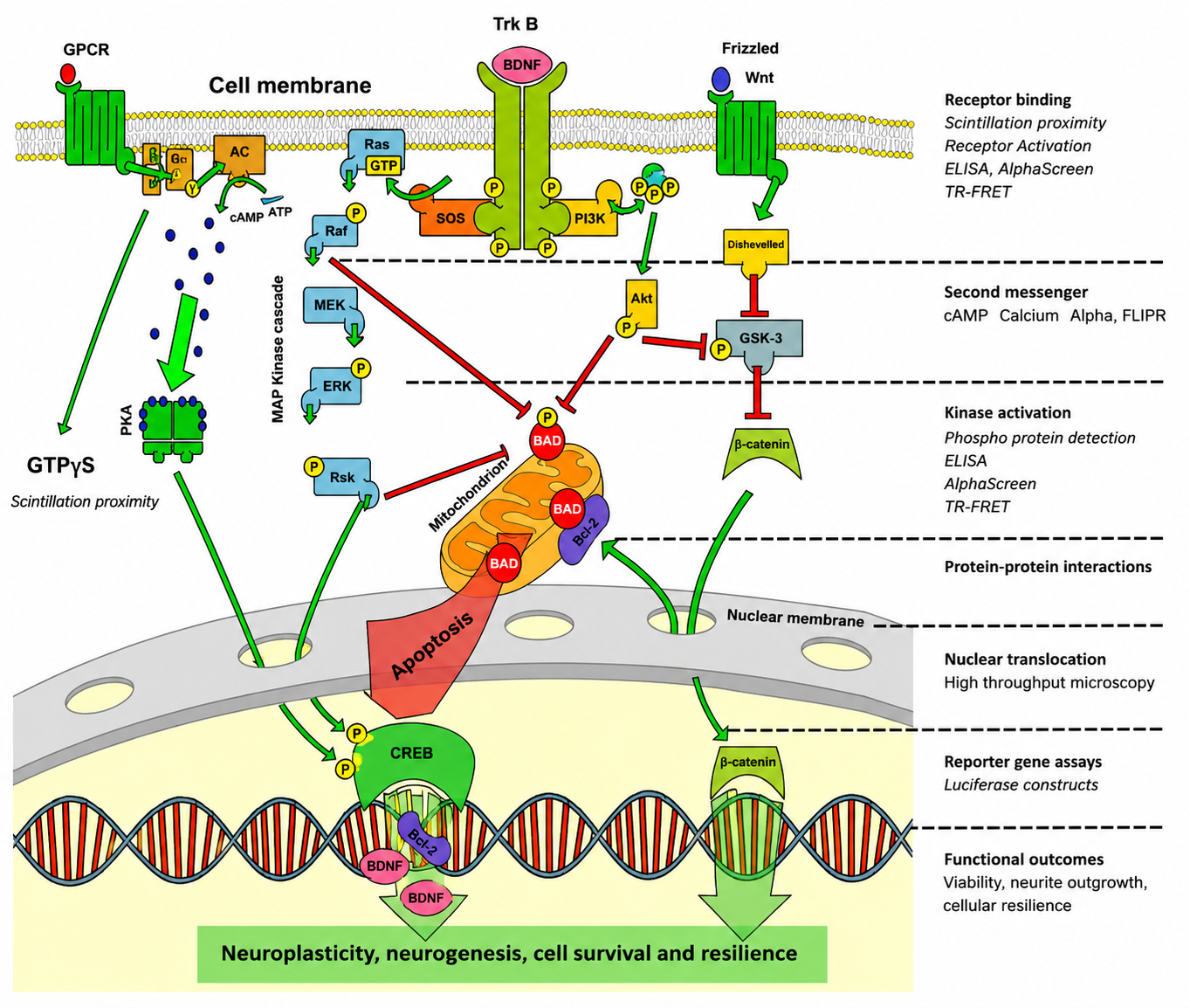Biological pathways and technologies