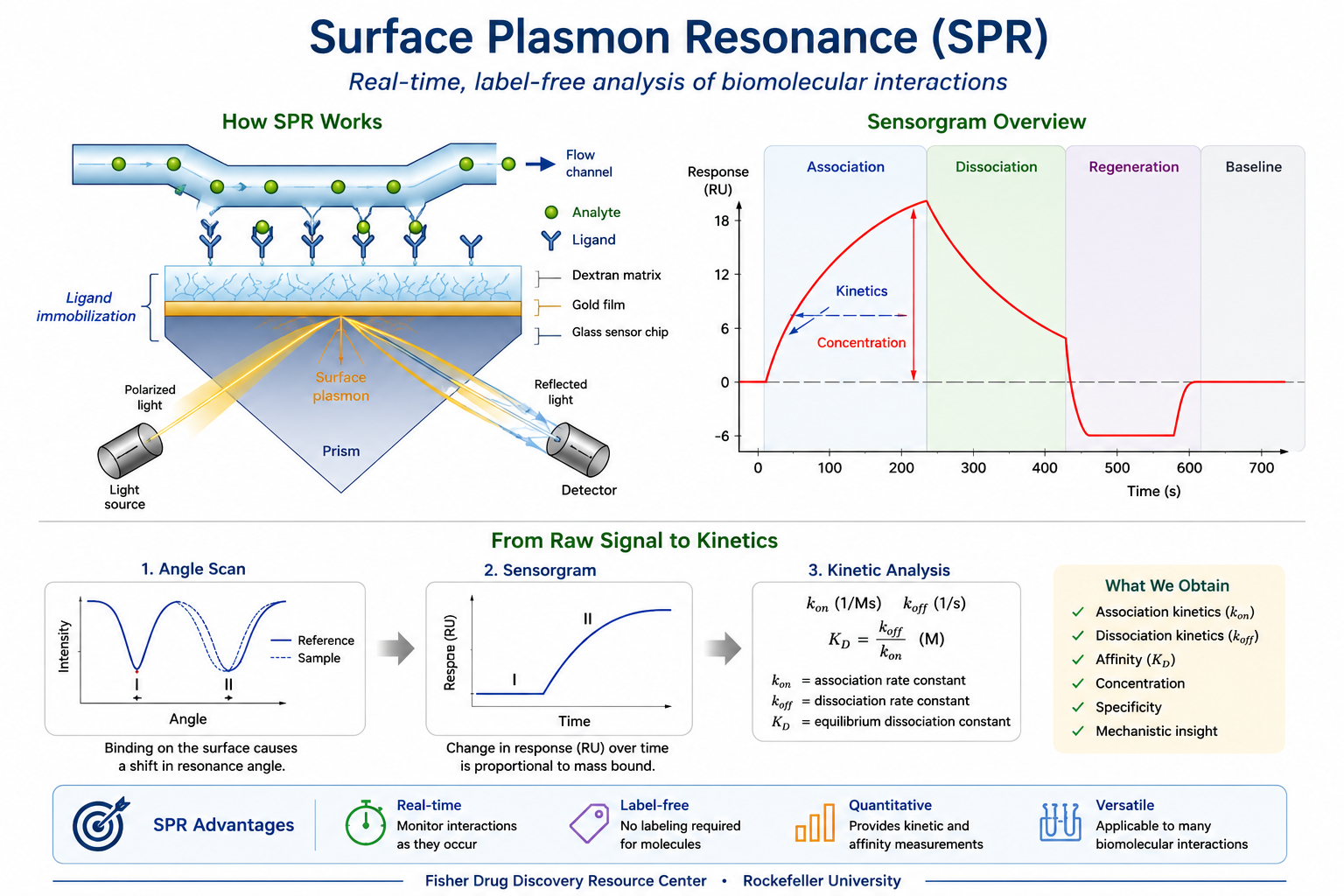 Principal diagram illustrating the principles of Surface Plasmon Resonance (SPR), including ligand immobilization, analyte binding, sensorgram generation, and determination of binding kinetics and affinity.