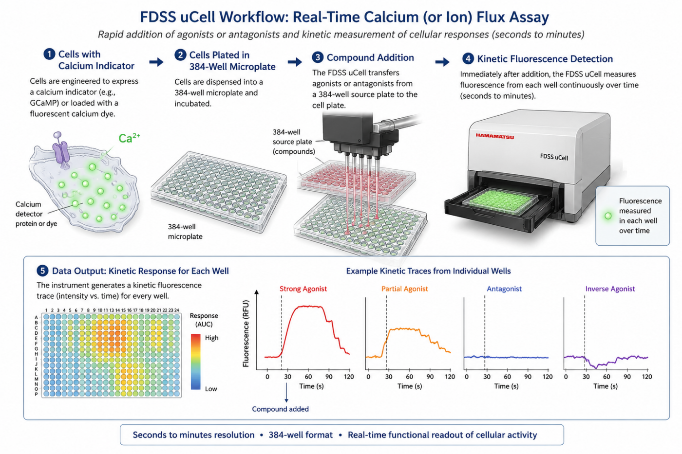 The Hamamatsu FDSS uCell is a kinetic microplate imaging and detection system designed to measure rapid changes in cellular fluorescence following the addition of compounds, ligands, agonists, antagonists, or other reagents.