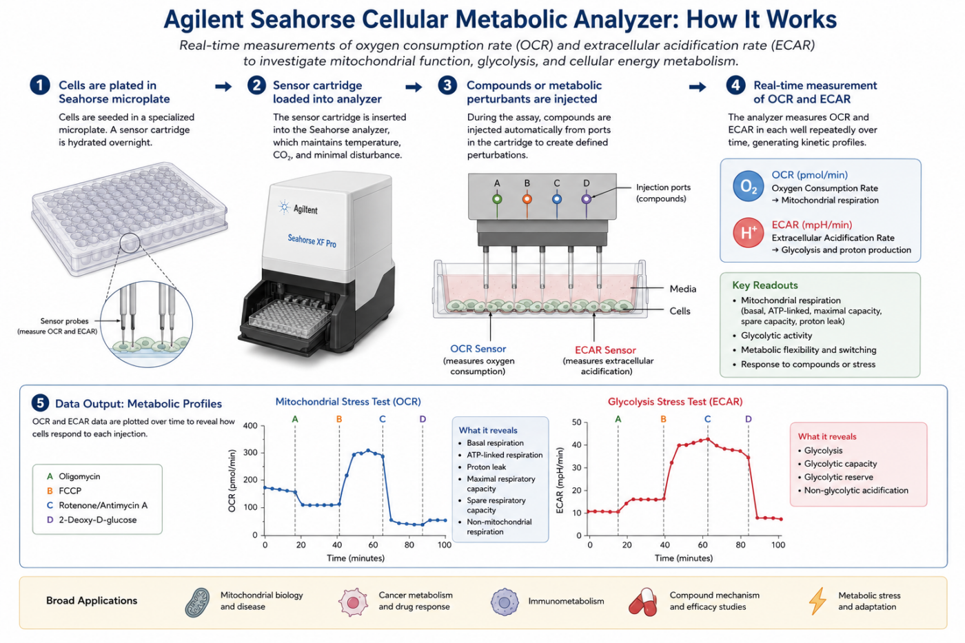 The Agilent Seahorse Cellular Metabolic Analyzer measures cellular metabolism in real time by monitoring oxygen consumption rate (OCR) and extracellular acidification rate (ECAR). These measurements provide complementary information about mitochondrial respiration, glycolysis, and how cells produce and use energy.