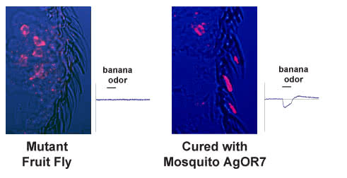 Mutant fruit flies lacking the Or83b gene (left) do not localize their odorant receptors, which are responsible for the flies' sense of smell, properly into the sensory hairs (red staining). As a result, these flies do not respond when exposed to the banana odor (graph). When the mosquito Or83b gene, called AgOR7, is put into the mutant fruit flies (right), the odorant receptors return to the sensory hairs (red staining) and the flies can now smell and respond to the banana odor (graph).