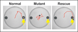The red line above shows the path of a fruit fly larva crawling from the center of the dish when exposed to a drop of fruity smelling ethyl acetate (yellow arrow). Left: a normal larva senses the odor and crawls toward it. Center: a larva lacking essential Or83b smell receptors wanders aimlessly rather than seeking out the smell. Right: when a mutant larva is given a dose of Or83b smell receptors, it crawls toward the odor.