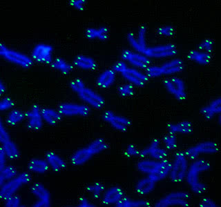 Human telomeres as seen through a fluorescence microscope.
