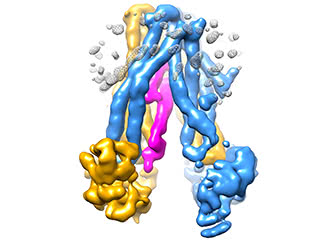 Traffic jam: The cold sore virus, shown in pink, inserts itself into TAP, a transporter protein whose function is key to the body’s immune defenses. By jamming the transporter, the virus is able to hide from the immune system. 