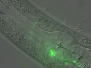 Lasting impressions: A segment of a C. elegans worm with a RIM neuron shown in green. The scientists showed that this neuron produces a learning signal that makes the newly hatched worm able to remember an olfactory experience for the rest of its life. 