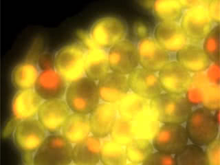 Yeast cells