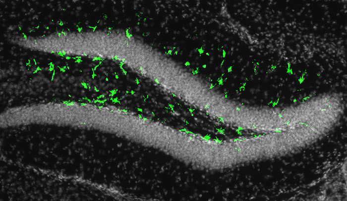 Zika in the adult brain: Illumination of the fluorescent biomarker in green revealed that the adult mouse brain could be infected by Zika in a region called the subgranular zone of the hippocampus. Full of neural progenitor cells, this part of the brain is important in learning and memory. 
