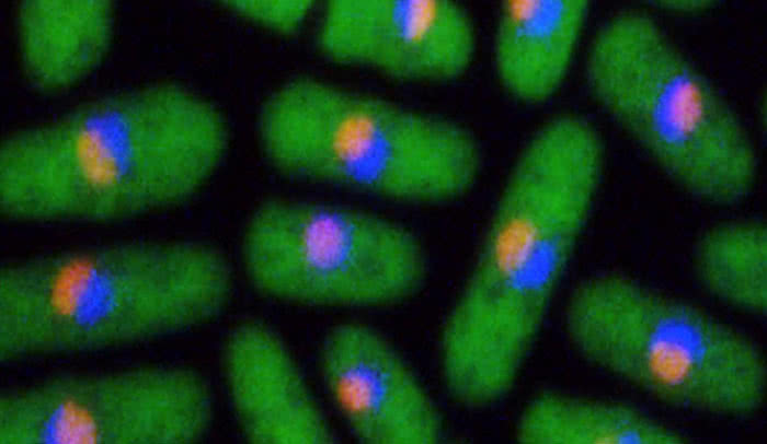 The path to protein: In yeast cells (green), ribosomes begin to come together within part of the nucleus called the nucleolus (organge), then continues in the nucleoplasm (blue), also in the nucleus, before finishing in the cytoplasm. 