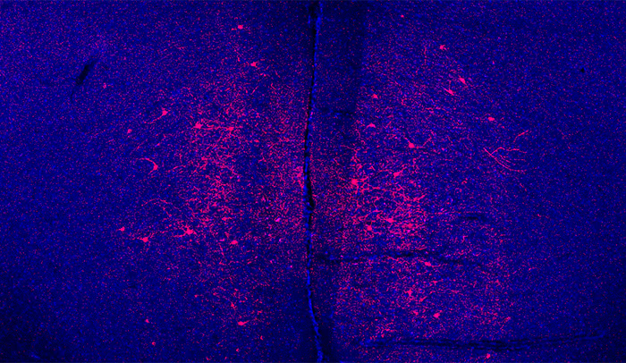 Behavioral divide: Activating the population of neurons shown in red had different effects on male and female mice—males became less anxious, while females became more social. 