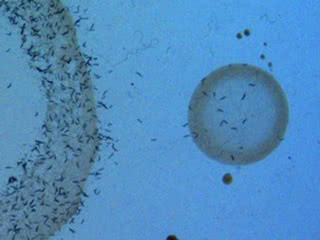 Foraging wormsC. elegans worms feeding on bacterial food sources. Individuals with low expression of a pheromone receptor are more inclined to explore and are fitter in environments with scattered food resources.