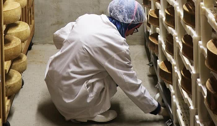 Say cheese: High school students in the Learning At the Bench program swab for microscopic organisms in storage caves where cheese is kept to mature. Microbes play a vital role in the texture and taste of cheese. 