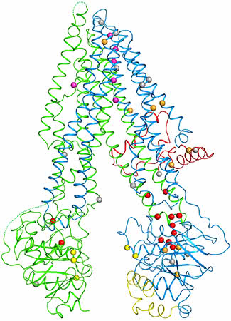 cftr-structure-with-mutations