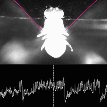 Sight unseen: By measuring electrical activity in individual neurons, scientists have discovered that a fly’s brain can cancel out misleading visual signals, effectively blinding the insect to sensory information that would otherwise interfere with its ability to turn while flying.