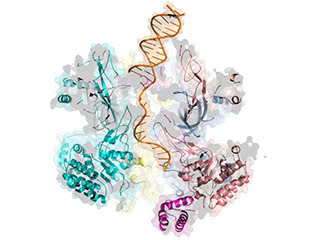 The structure unveiled that part of the helicase known as the N-tier travels ahead of the C-tier along the leading DNA strand