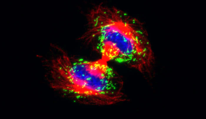 Disrupted division: In a dividing cell (above), tiny organs called peroxisomes (green) are evenly distributed in distinctive arcs. In cells lacking the protein Pex11b, peroxisomes are no longer allotted equally.