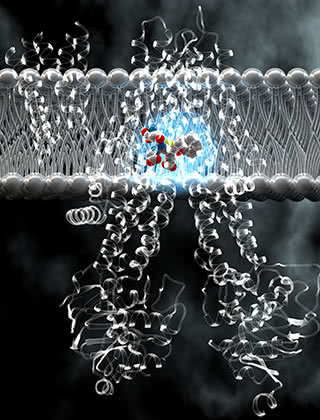 On the way out: The anatomy of the pump’s pocket for carrying cargo (highlighted in blue) explains how this molecular machine is able to grab and eject a wide range of substances, including cancer drugs. Credit: Ella Maru Studio