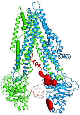 illustration of the human CFTR structure