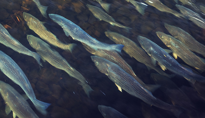 School of Striped Bass