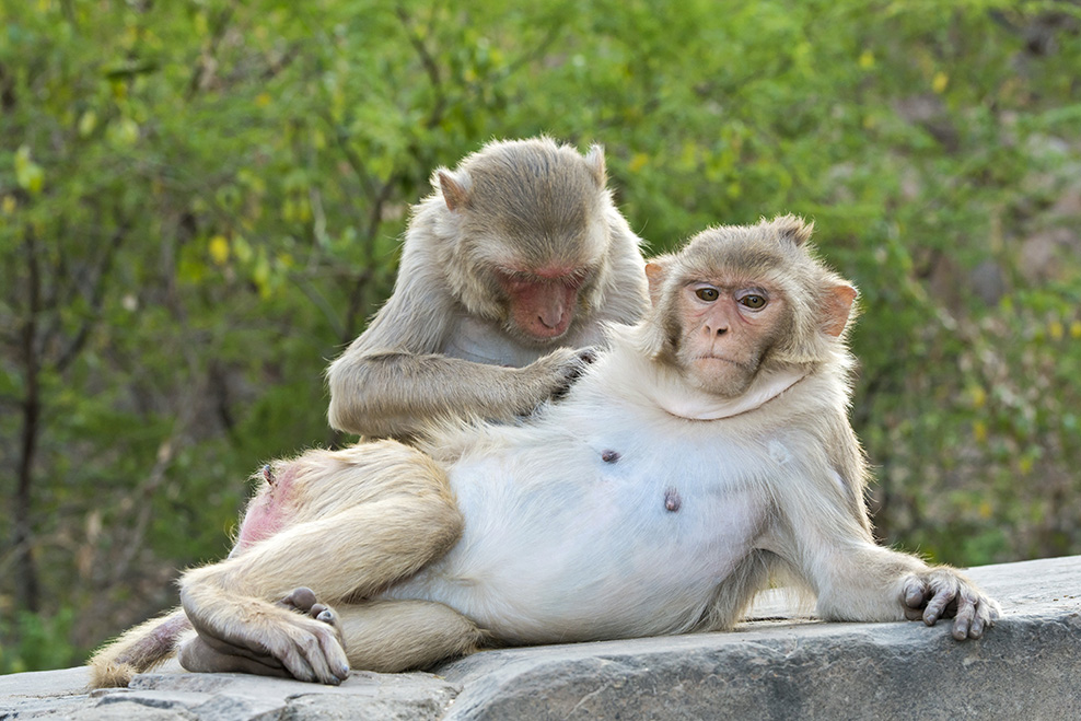 Rhesus monkeys grooming