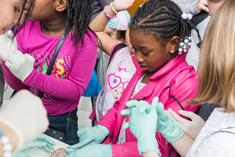 Children dissect sheep brains at “The Brainscape,” a learning station focused on comparing brains from different species.