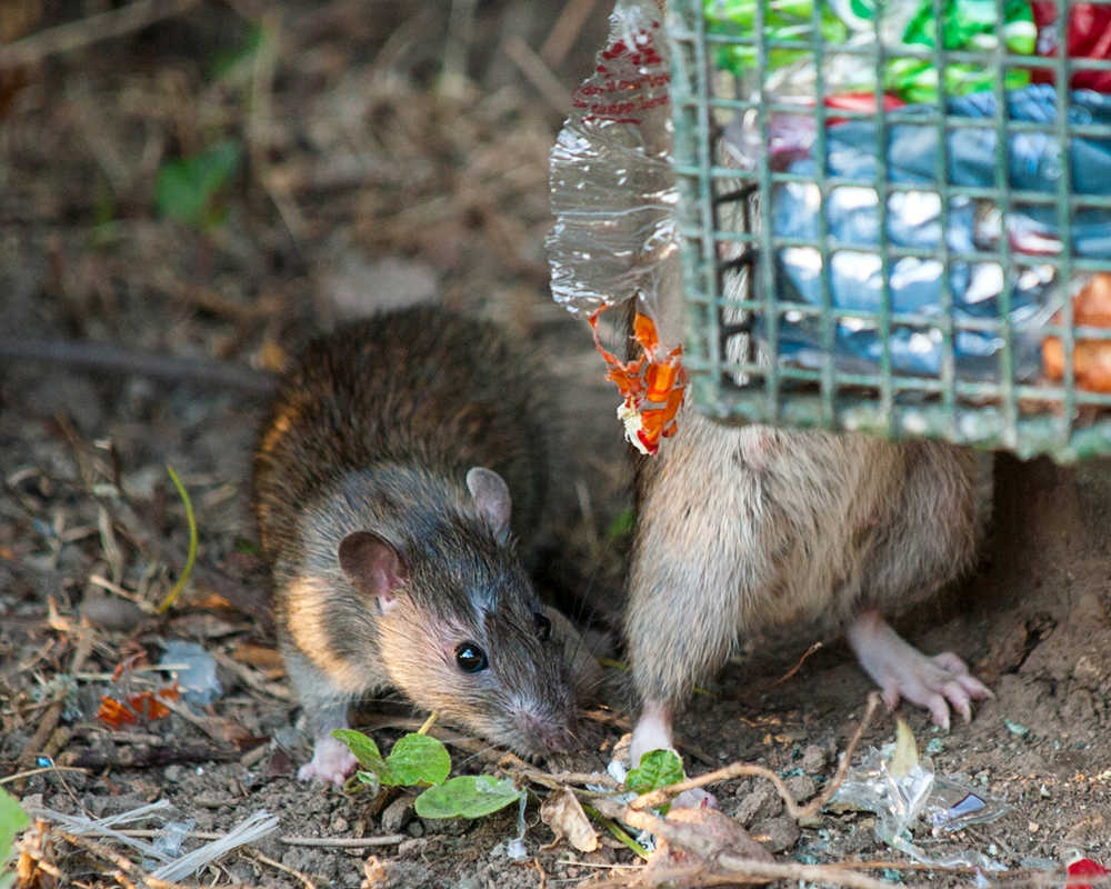 Rats under garbage bin