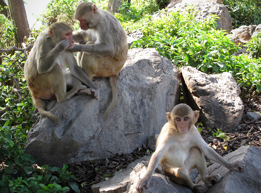 Macaque monkeys