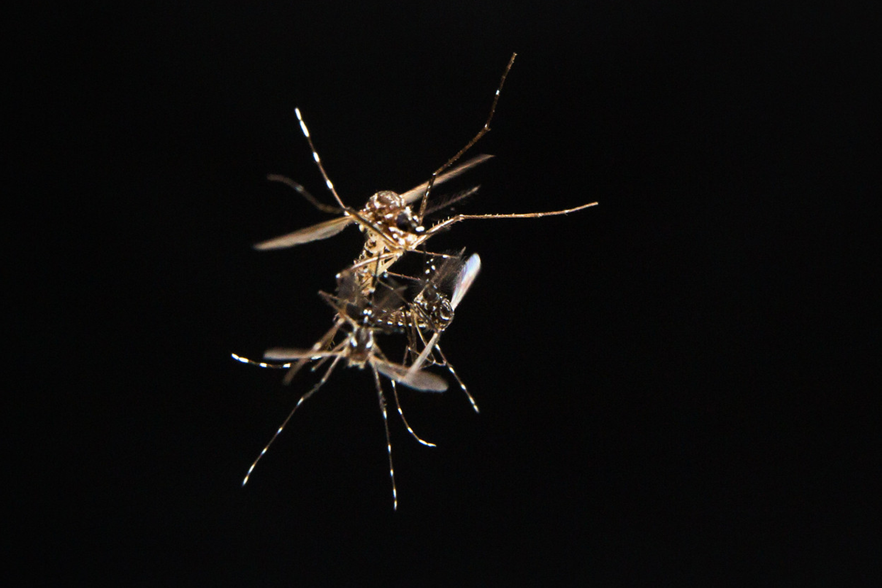 An Aedes aegypti