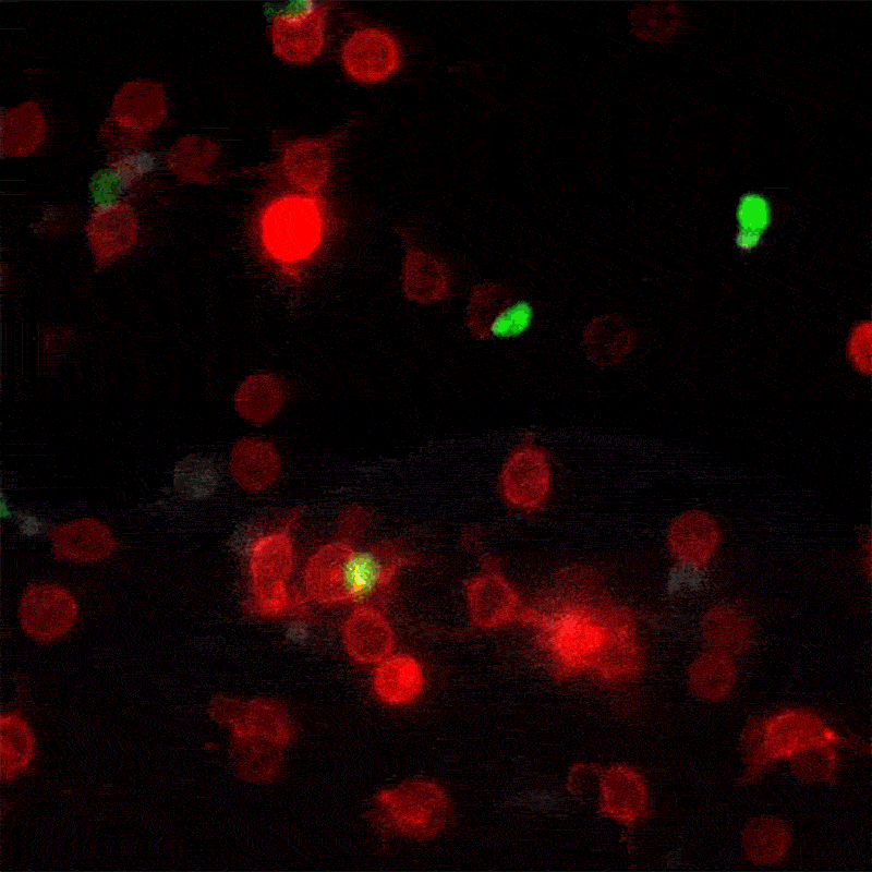 Brief encounters between dendritic cells (red) and T cells (green)