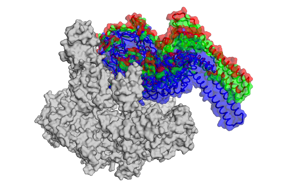 RNA polymerase