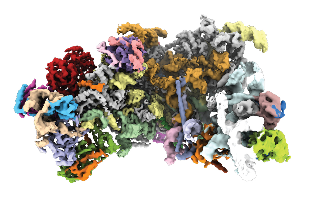 Large ribosomal subunit