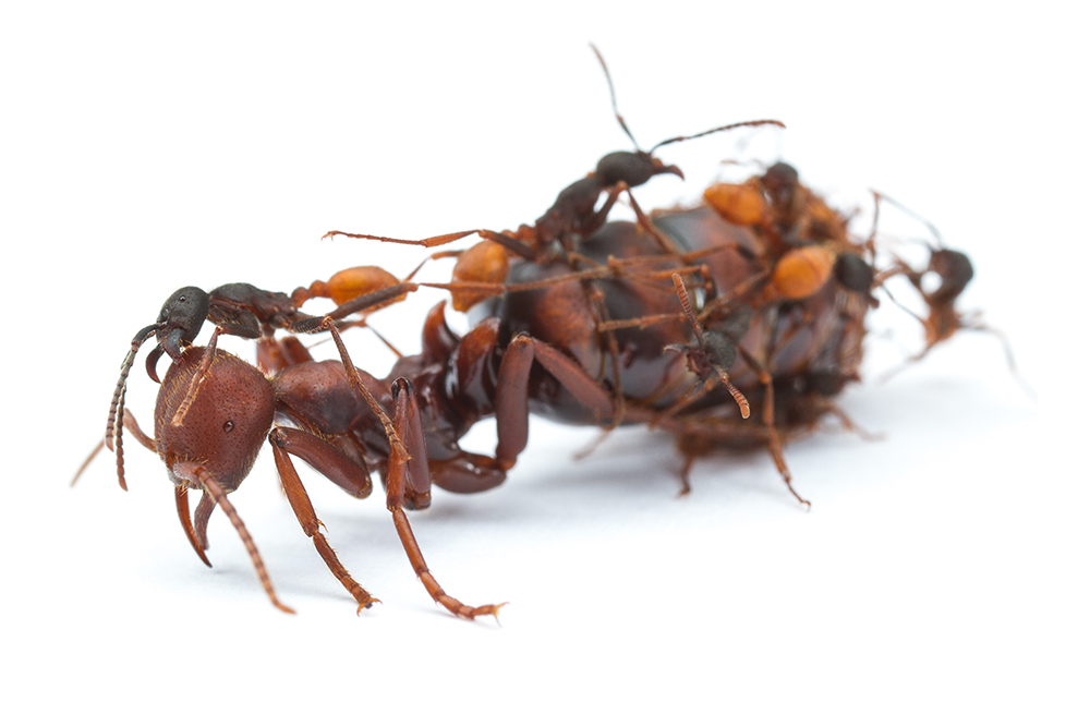 Clonal ants and big queen