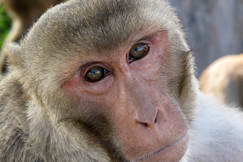 Soulful rhesus macaque monkeys