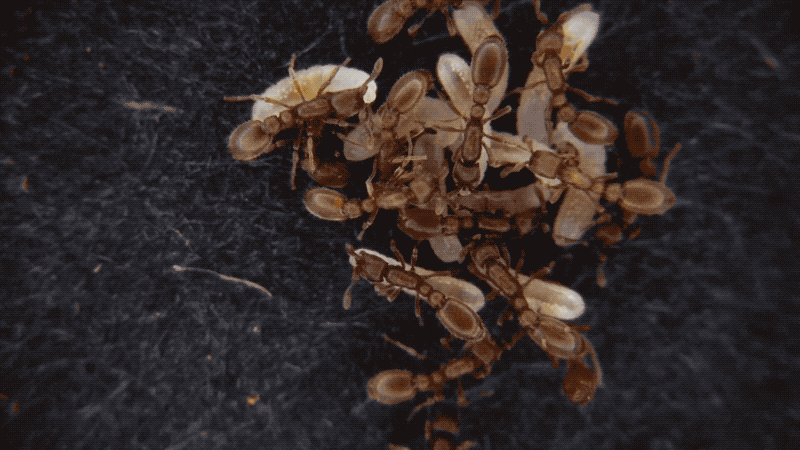 Video shows clonal raider ants 