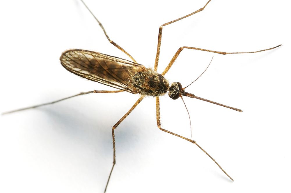 Mosquito image