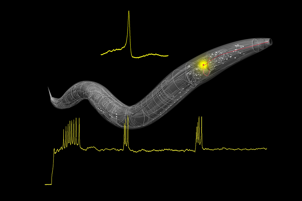 C. elegans nervous system