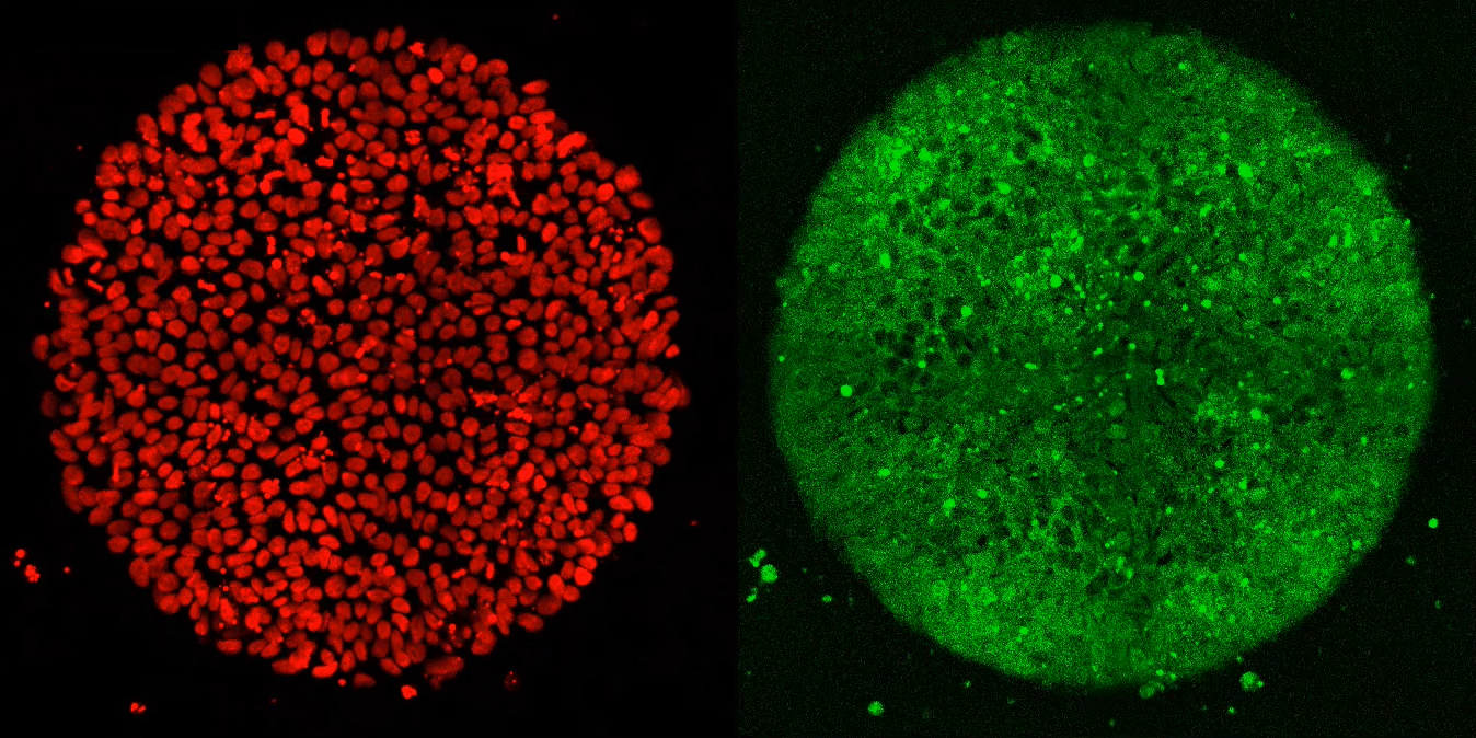 Researchers used a special imaging technique to visualize the location of every nucleus in a lab-generated embryo (left). When exposed to Activin alone, cells along the embryo’s border reacted briefly, but did not fully differentiate (right).