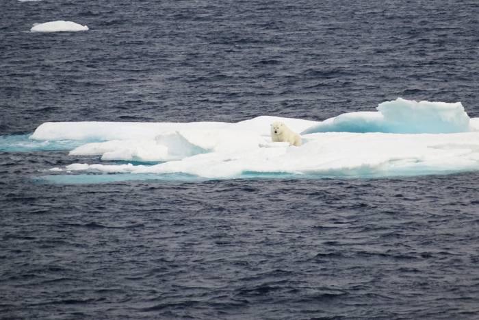 Polar bear photo by Barry S. Coller