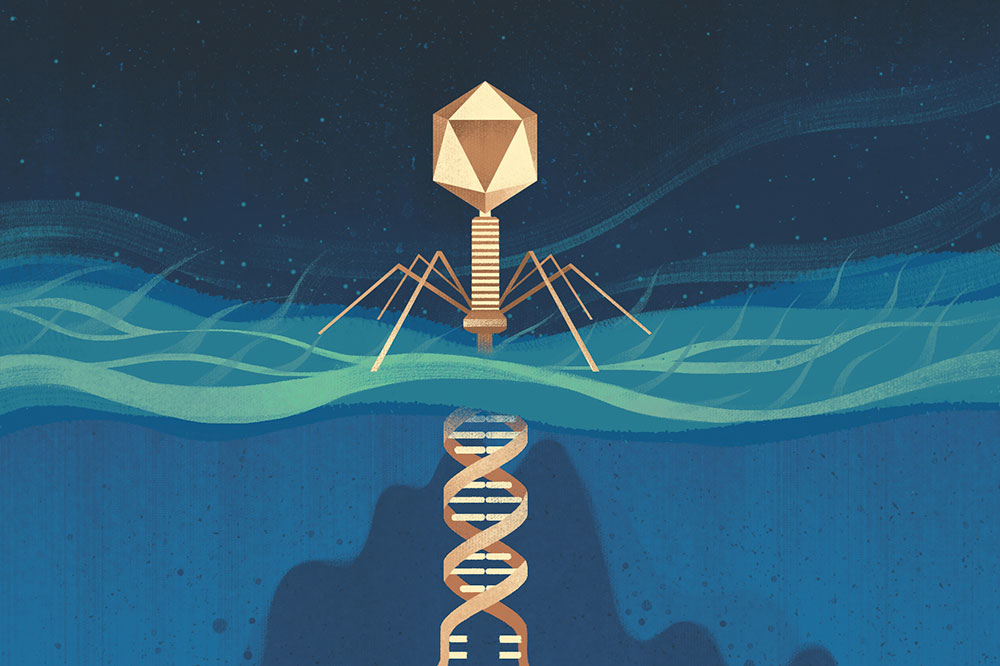 Bacteriophages inject their DNA into bacteria, typically resulting in the bacterium’s demise. CRISPR-Cas systems defend bacteria against these attacks.