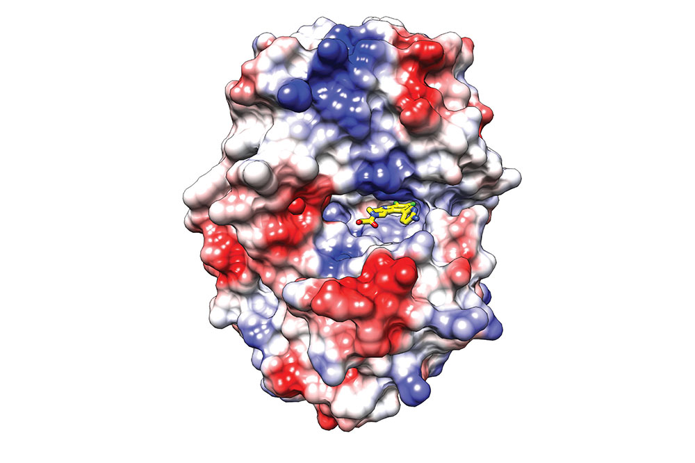 Newly-developed molecules bind to a key enzyme pocket to inhibit its activity, and possibly prevent autoimmune responses.