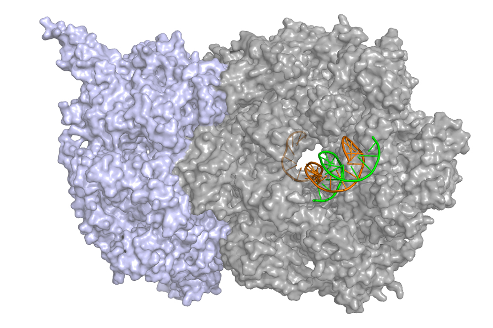 CMG helicase structure