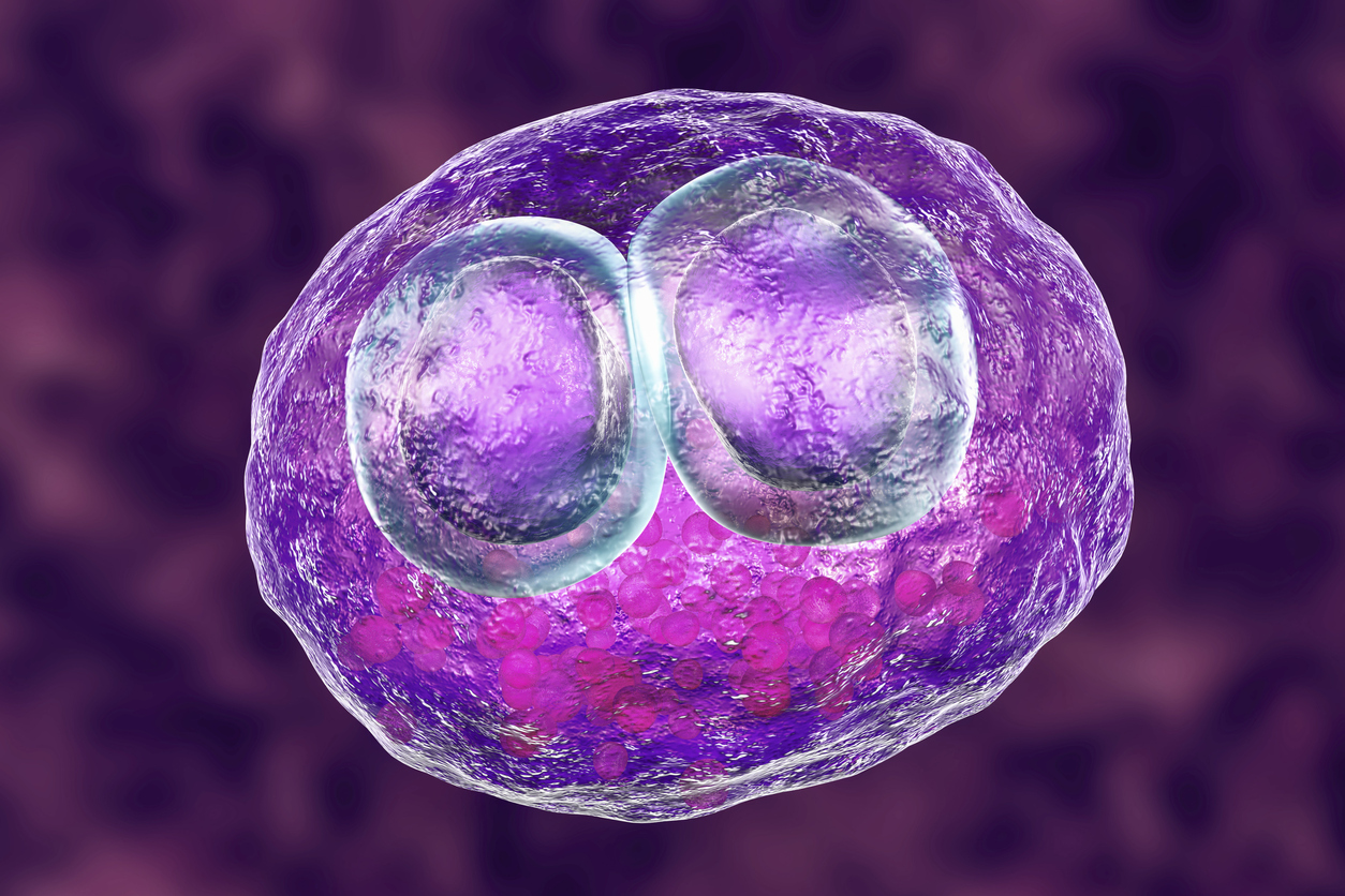 Human cell infected by CMV