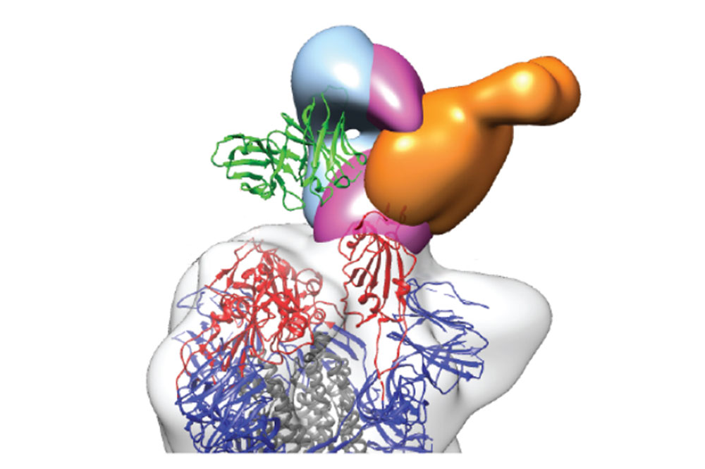 SARS-CoV-2 neutralizing antibodies