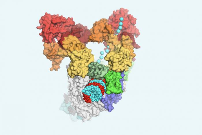 Structural basis for helicase-polymerase coupling in SARS-CoV-2