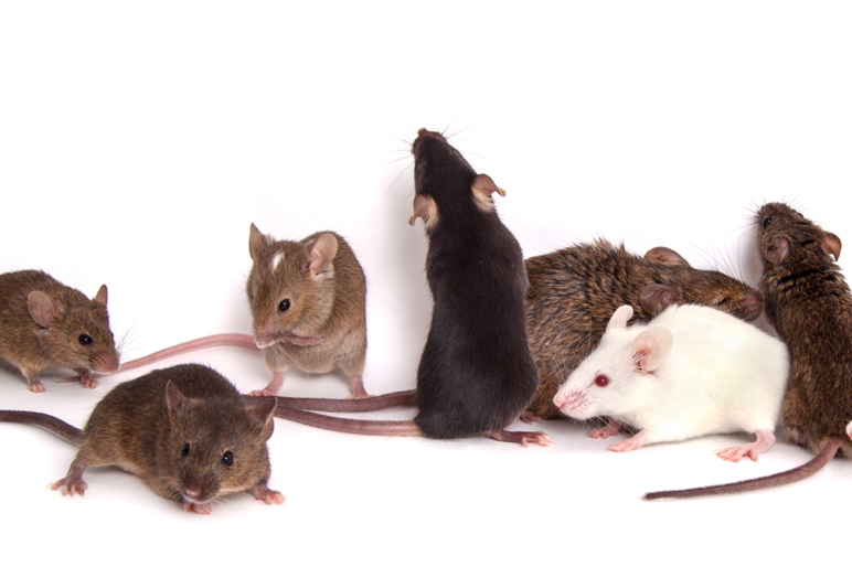 genetically diverse mice