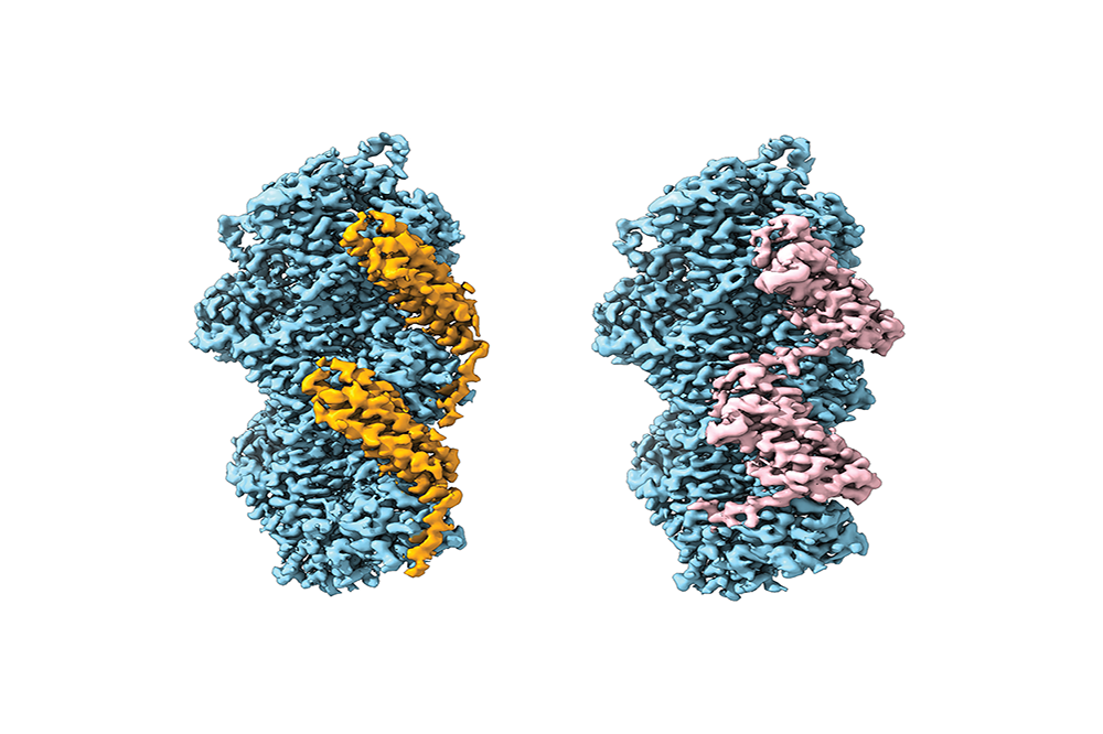 actin binding