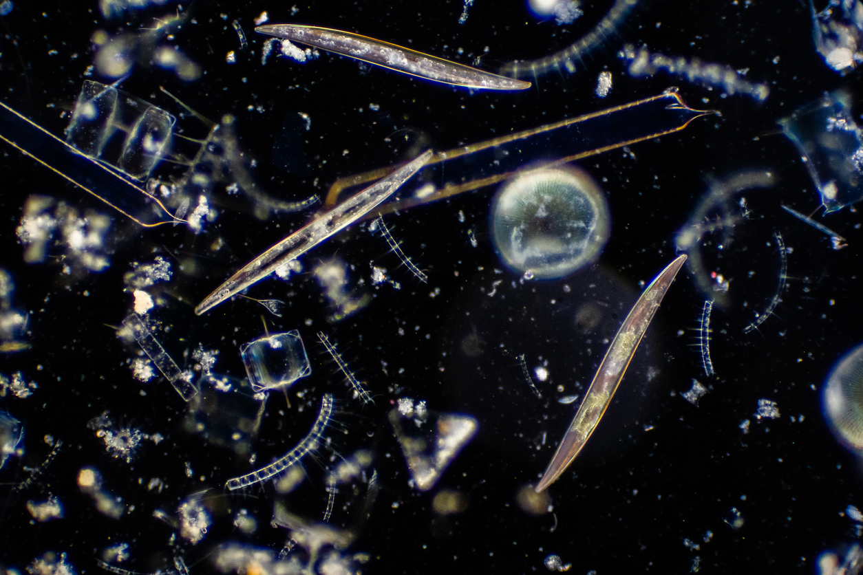 Marine microorganisms Diatoms