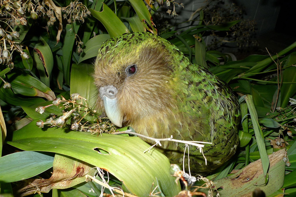 Kakapo_Sirocco