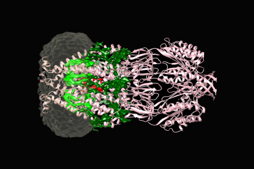 mechanosensitive ion channel