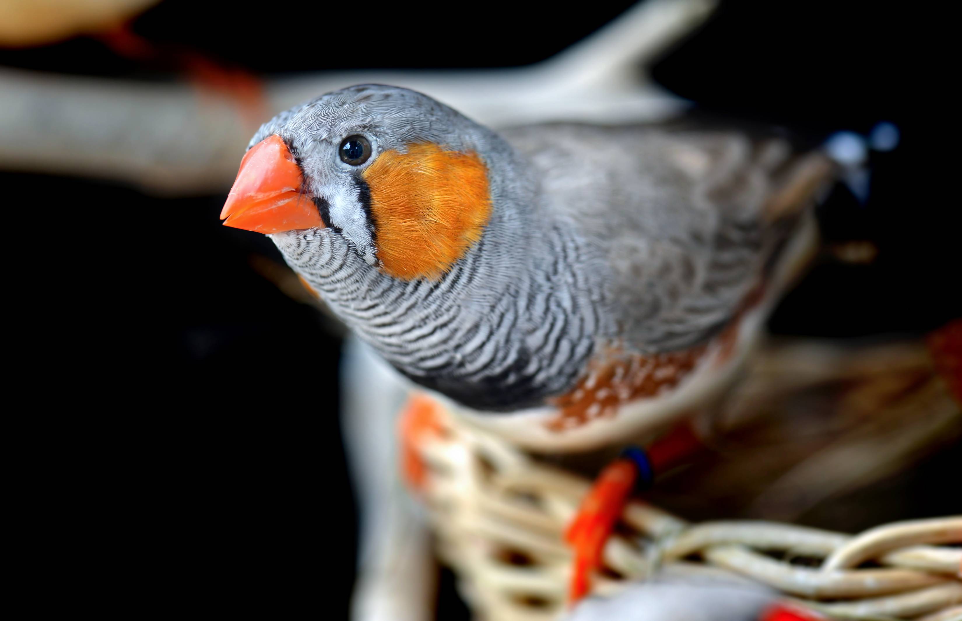 Zebra finch