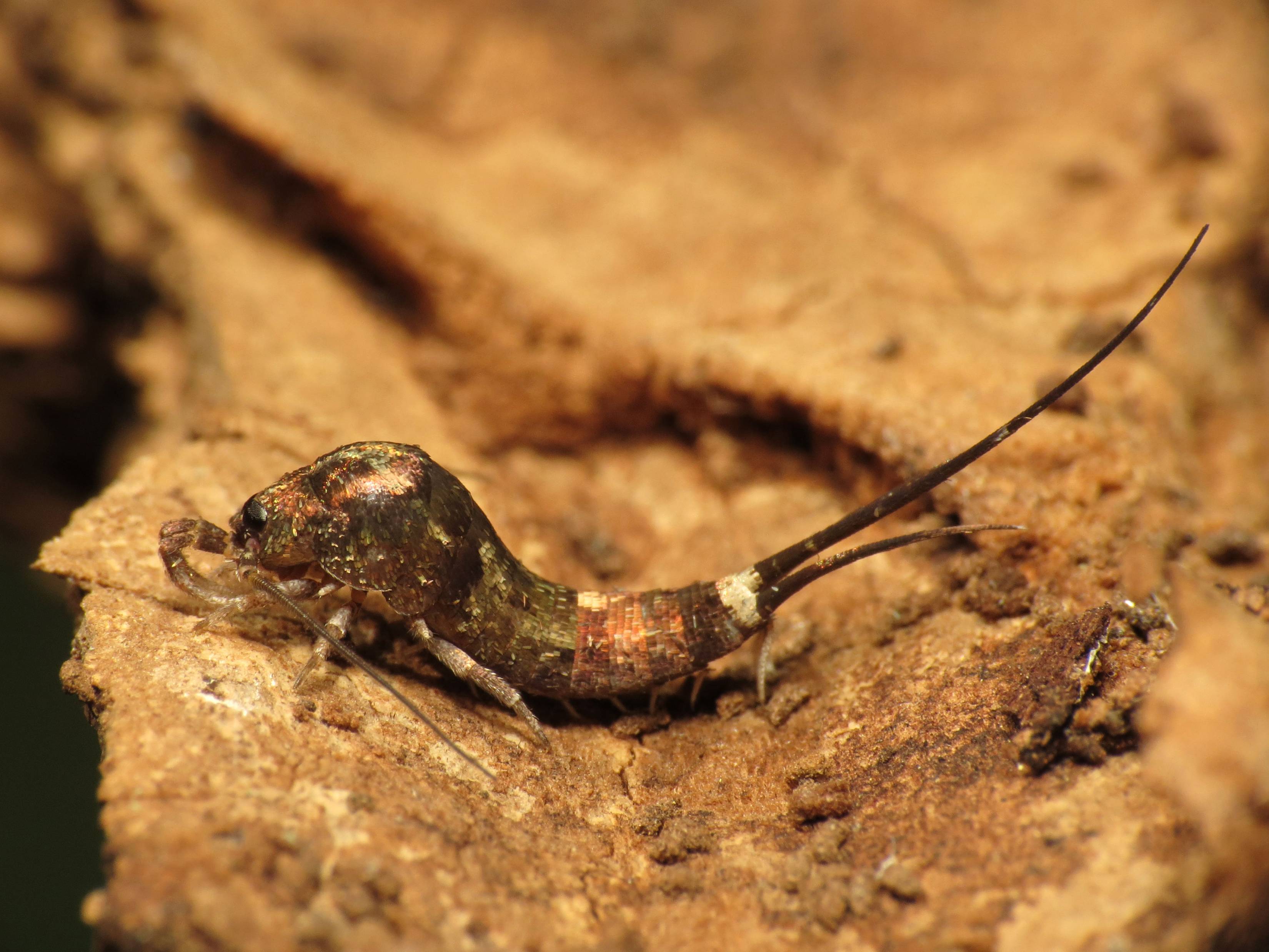 The jumping bristletail stands on a dirty surface with long legs and antennae 